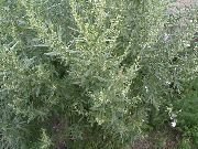 Полынь (высокорослые виды) Artemisia