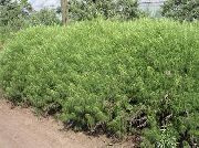 verde Plantă Pelin (Artemisia) fotografie