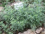 silfurgljáandi Planta Malurt, Mugwort (Artemisia) mynd