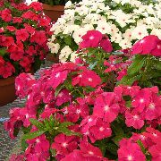 декоративные садовые цветы розовые Барвинок (Винка) фото, описание, выращивание и посадка, уход и полив