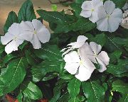 декоративные садовые цветы белые Барвинок (Винка) фото, описание, выращивание и посадка, уход и полив