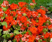 декоративные садовые цветы красные Барвинок (Винка) фото, описание, выращивание и посадка, уход и полив