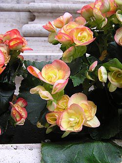 Flor Begonias De Cera (Begonia semperflorens cultorum) foto,  características y siembra, cuidado y creciente. Color de la flor: rosa,  amarillo, naranja, rojo, blanco