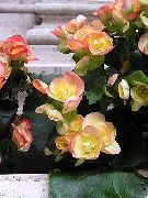 декоративные садовые цветы желтые Бегония вечноцветущая фото, описание, выращивание и посадка, уход и полив
