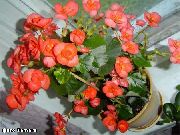 декоративные садовые цветы оранжевые Бегония вечноцветущая фото, описание, выращивание и посадка, уход и полив