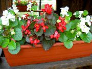 декоративные садовые цветы красные Бегония вечноцветущая фото, описание, выращивание и посадка, уход и полив