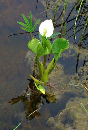 Flor Calla Agua (Calla palustris) foto, características y siembra, cuidado  y creciente. Color de la flor: blanco