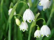 garden flowers white Spring Snowflake, St. Agnes' Flower Leucojum  photos, description, cultivation and planting, care and watering