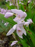 valge Lill Maa Orhidee, Triibuline Bletilla  foto