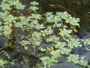 verde Flor Prímula Agua, Pantano Verdolaga, Pantano Seedbox (Callitriche palustris) foto