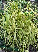 grønn Blomst Bowles Golden Gress, Gyllen Hirse Gress, Gyllen Tre Mille (Milium effusum) bilde