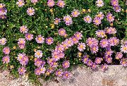 Swan River Daisy pink Blomst