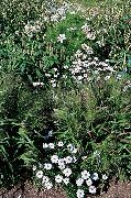 λευκό λουλούδι Swan River Μαργαρίτα (Brachyscome) φωτογραφία