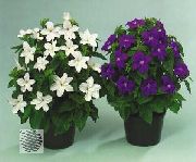 декоративные садовые цветы фиолетовые Броваллия фото, описание, выращивание и посадка, уход и полив