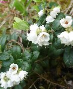 λευκό λουλούδι Lingonberry, Βουνό Cranberry, Μύρτιλο, Foxberry (Vaccinium vitis-idaea) φωτογραφία