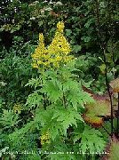 黄 フラワー 大きな葉のメタカラコウ属、ヒョウ植物、黄金ノボロギク (Ligularia) フォト