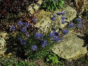 μπλε λουλούδι Bit Scabious, Υφέρπουσα Θρούμπης Πρόβειο (Jasione) φωτογραφία