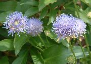 světle modrá Květina Ovčí Bit Scabious, Plíživý Zimní Pikantní (Jasione) fotografie