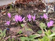 Pomlad Jesenski Podlesek lila Cvet