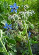 albastru Floare Limba Mielului (Borago offlcinalls) fotografie