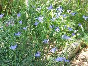 ღია ლურჯი ყვავილების Australian მაჩიტა, Tall მაჩიტა (Wahlenbergia stricta) ფოტო