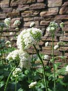Vendelrot, Hage Heliotrope hvit Blomst