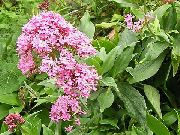 garden flowers pink Jupiter's Beard, Keys to Heaven, Red Valerian Centranthus ruber photos, description, cultivation and planting, care and watering