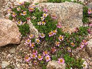 sārts Zieds Waldheimia (Waldheimia tridactylites) foto