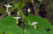 бял Цвете Vancouveria (Vancouveria hexandra) снимка