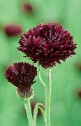 burgundy Blóm Knapweed, Stjarna Thistle, Cornflower (Centaurea) mynd