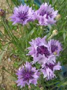 lilac Blóm Knapweed, Stjarna Thistle, Cornflower (Centaurea) mynd