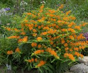 декоративные садовые цветы оранжевые Ваточник туберозовый фото, описание, выращивание и посадка, уход и полив