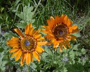 oranžový Kvetina Pelerína Sedmokráska, Monarcha Stepi (Venidium fastuosum, Arctotis fastuosa) fotografie