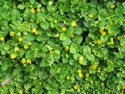 jaune Fleur Moneywort, Jenny Rampante (Lysimachia nummularia) photo