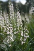 λευκό λουλούδι Λυσιμαχία Ephemerum (Lysimachia ephemerum) φωτογραφία