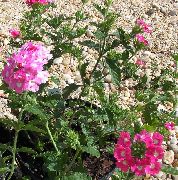 ვარდისფერი ყვავილების ვერბენა (Verbena) ფოტო