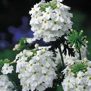 Verbena Hybrydowy biały Kwiat
