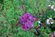 Ironweed sārts Zieds