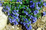 blå Blomma Brooklime (Veronica) foto