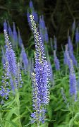 lichtblauw Bloem Longleaf Ereprijs (Veronica longifolia) foto