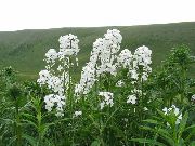 λευκό λουλούδι Γλυκό Πυραύλων, Πυραύλων Νταμ (Hesperis) φωτογραφία