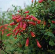 წითელი ყვავილების ჩილეს დიდება Flower (Eccremocarpus scaber) ფოტო