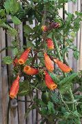 oranžový  Chilský Sláva Květina (Eccremocarpus scaber) fotografie