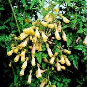 žlutý  Chilský Sláva Květina (Eccremocarpus scaber) fotografie