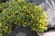 κίτρινος λουλούδι Vitaliana (Vitaliana primuliflora) φωτογραφία