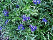 蓝色 花 现场格罗姆好，玉米格罗姆好 (Buglossoides purpurocaerulea, Lithospermum arvense) 照片
