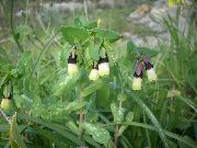 Honeywort, Modrý Skrček Závod, Modři Vosk Kvet žltý Kvetina