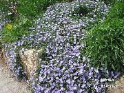 lyseblå Blomst Blå Sten Snerle (Convolvulus sabatius) foto