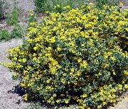 ყვითელი ყვავილების გვირგვინი Vetch (Coronilla) ფოტო