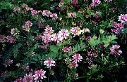 garden flowers pink Crown Vetch  Coronilla  photos, description, cultivation and planting, care and watering